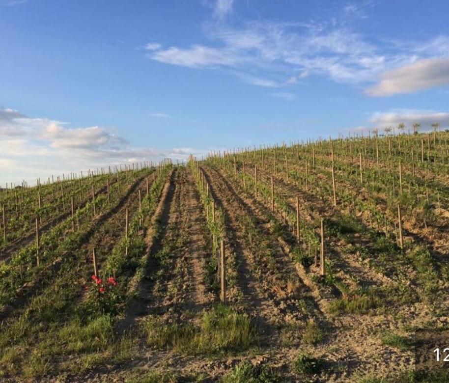 Cordella In Valdorcia Truffle And Olive Oil Resort Montalcino Exterior foto